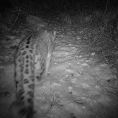 Snow leopard in sechu wls camera trapped